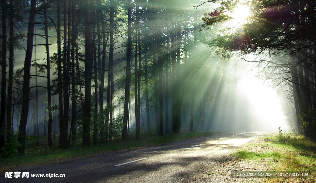 林间晨光洒向幽静小路