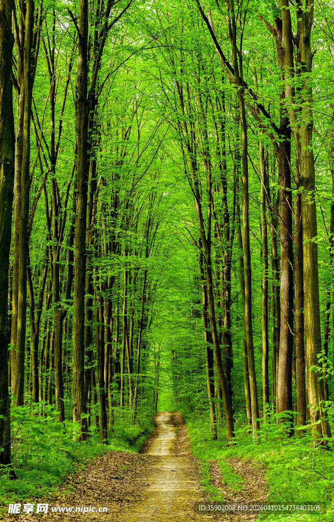 林间幽径绿意盎然的森林