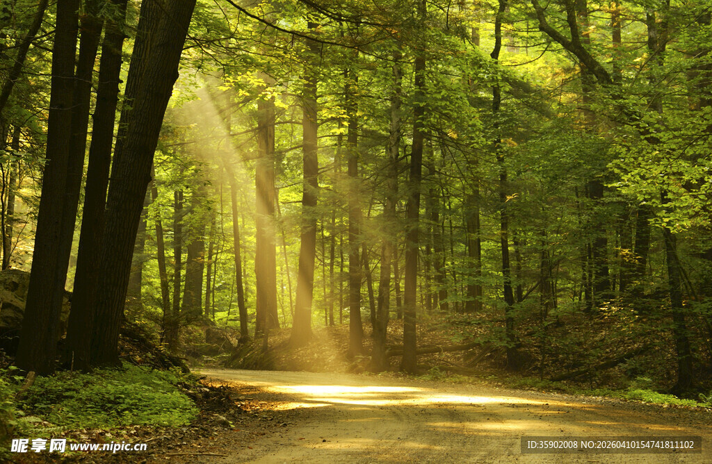 阳光洒落的林间幽静小路