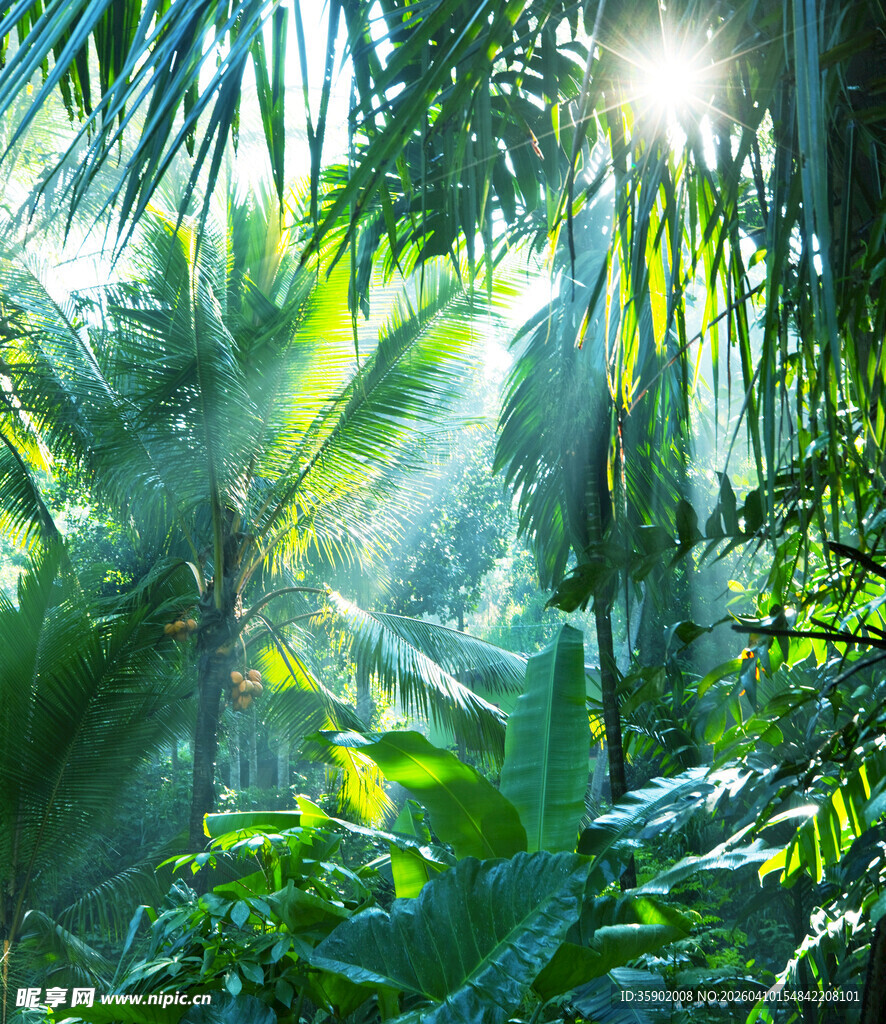 阳光洒落的热带雨林景象
