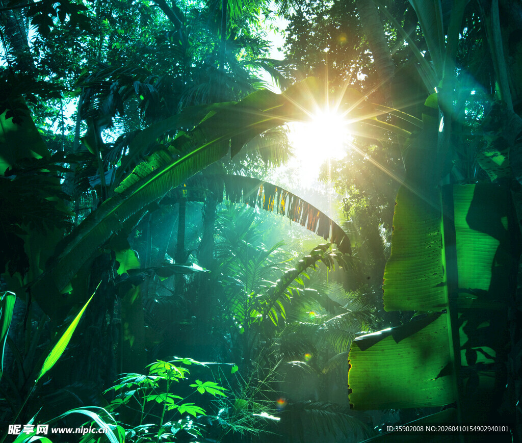 阳光洒落的神秘热带雨林