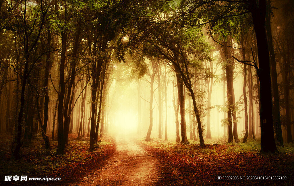 林间阳光小道静谧美景