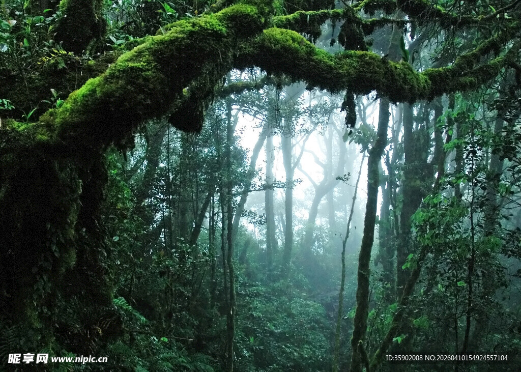 迷雾中的苔藓覆盖森林