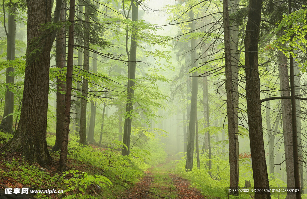 迷雾森林中的幽静小径