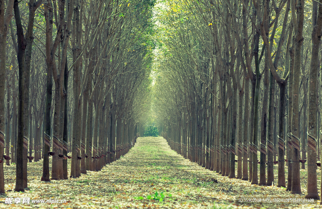 林间幽径静谧树木景致