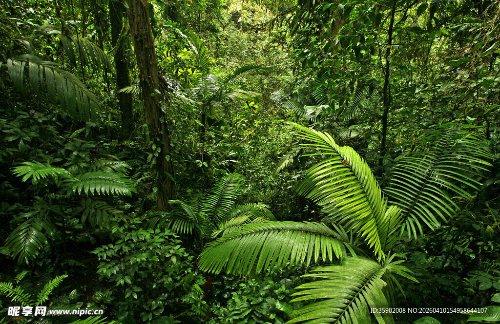 茂密丛林中的翠绿植物