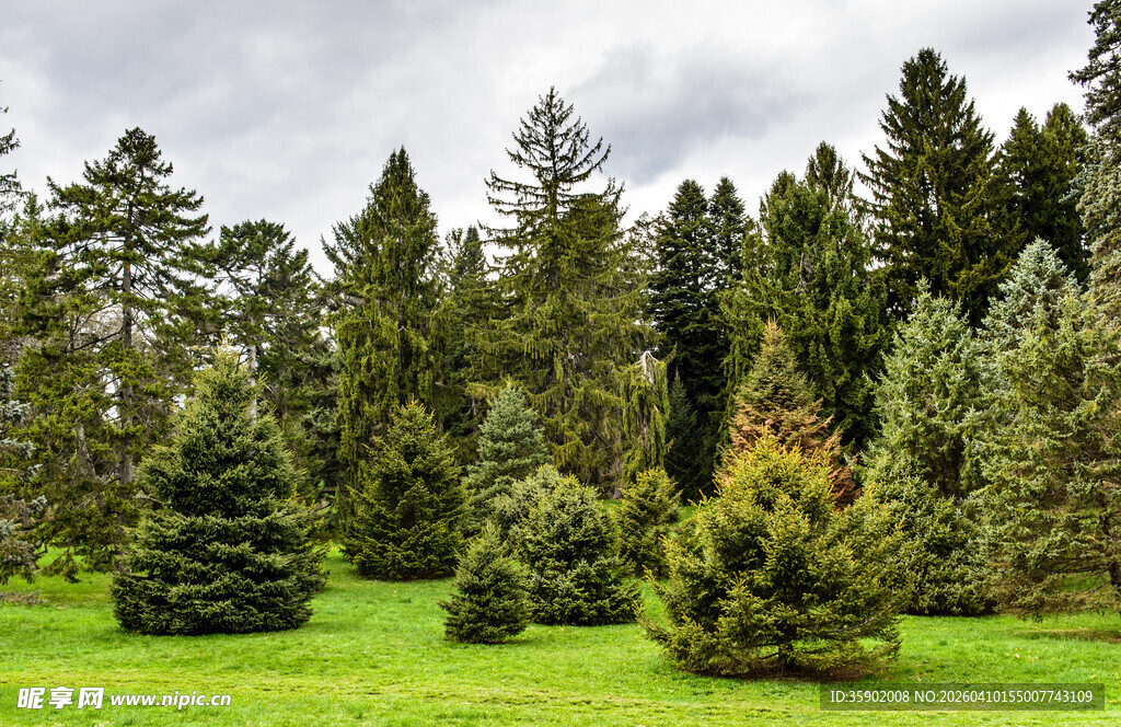 翠绿草地旁的茂密树林