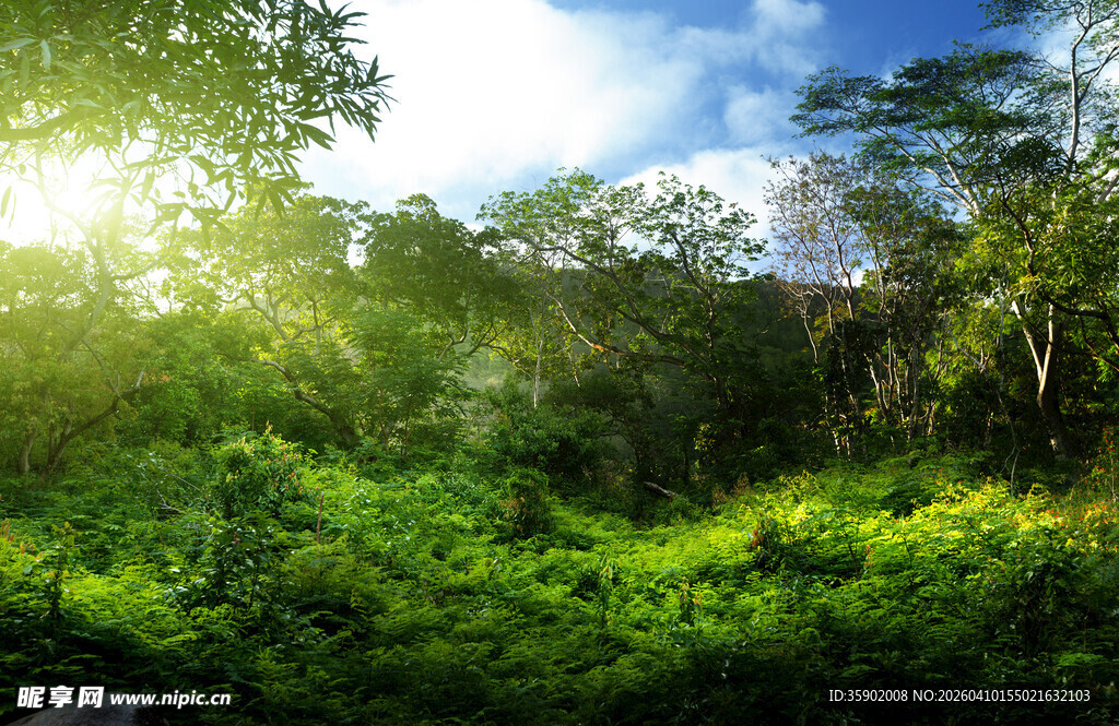 阳光照耀下的翠绿丛林