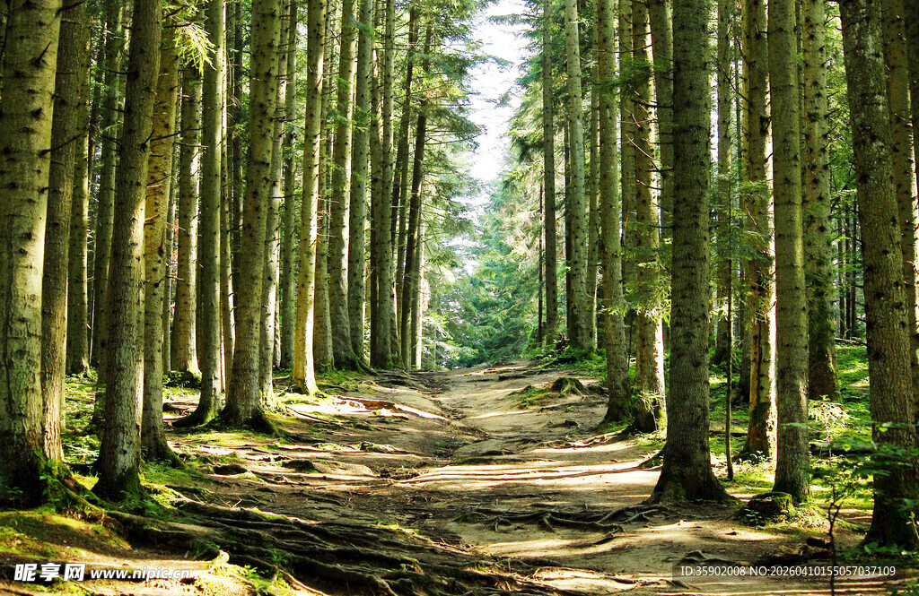 林间幽径绿意盎然的森林