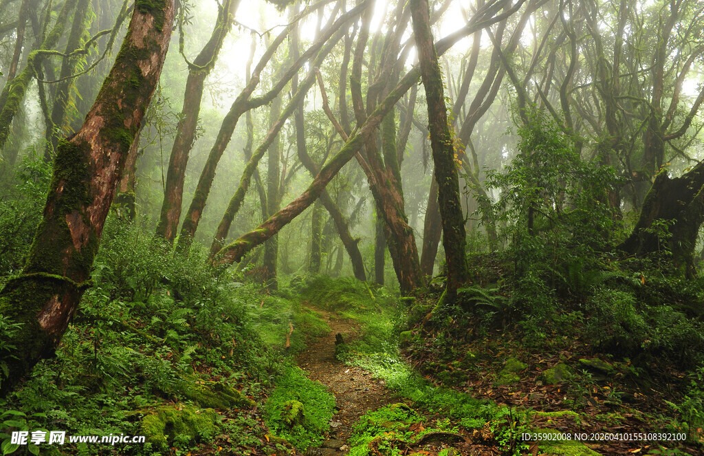 迷雾中的静谧森林小径