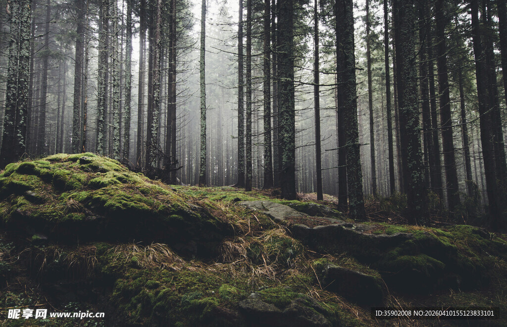 迷雾森林中的静谧景致
