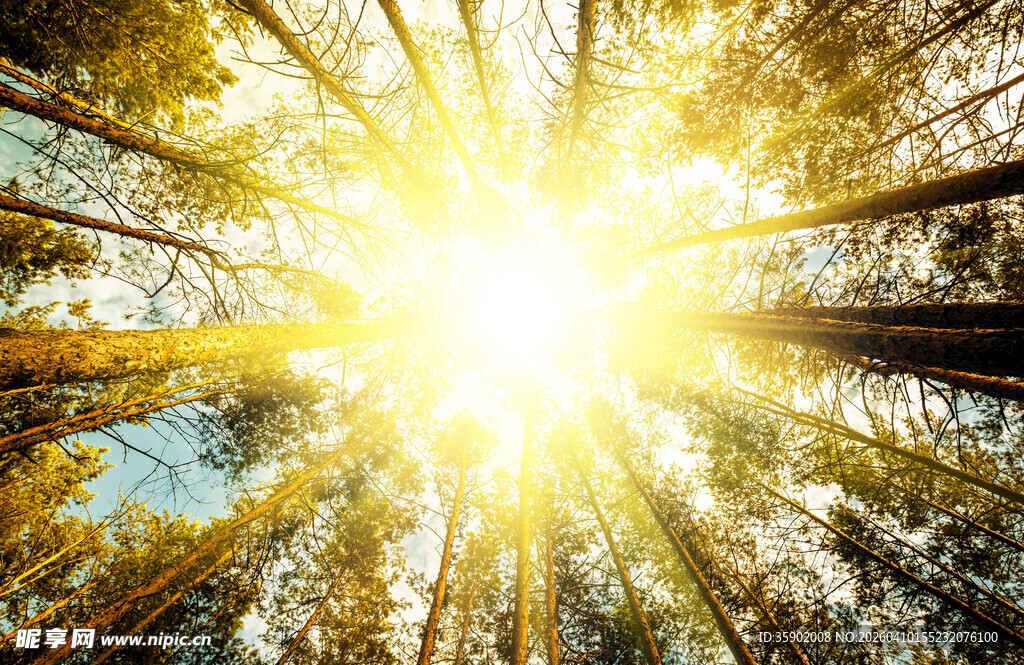 林间阳光穿透树木美景