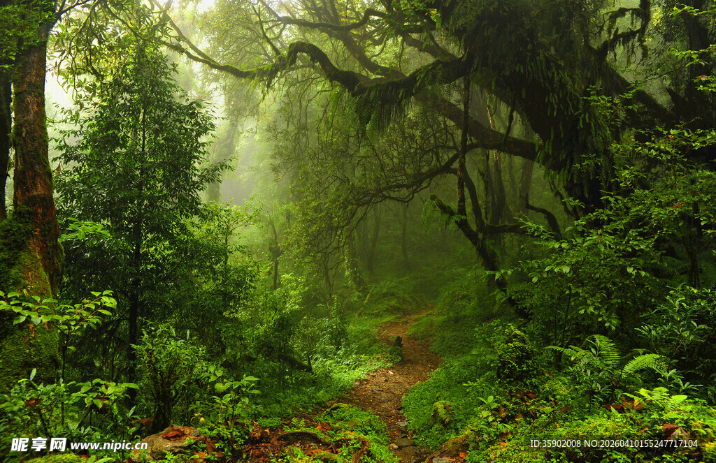 迷雾森林中的幽静小径