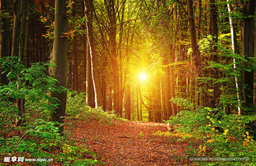 林间阳光小道自然美景