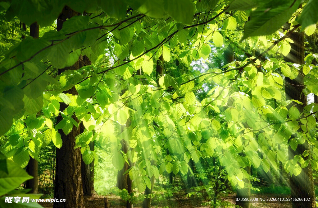 阳光穿透绿叶的静谧景象
