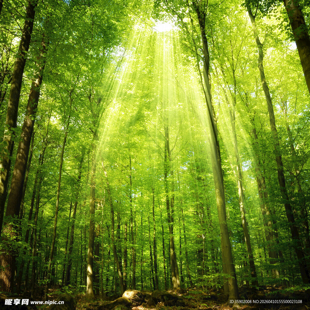 阳光穿透茂密森林景象