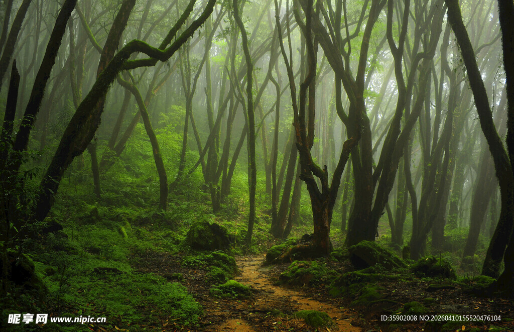 迷雾森林中的蜿蜒小径
