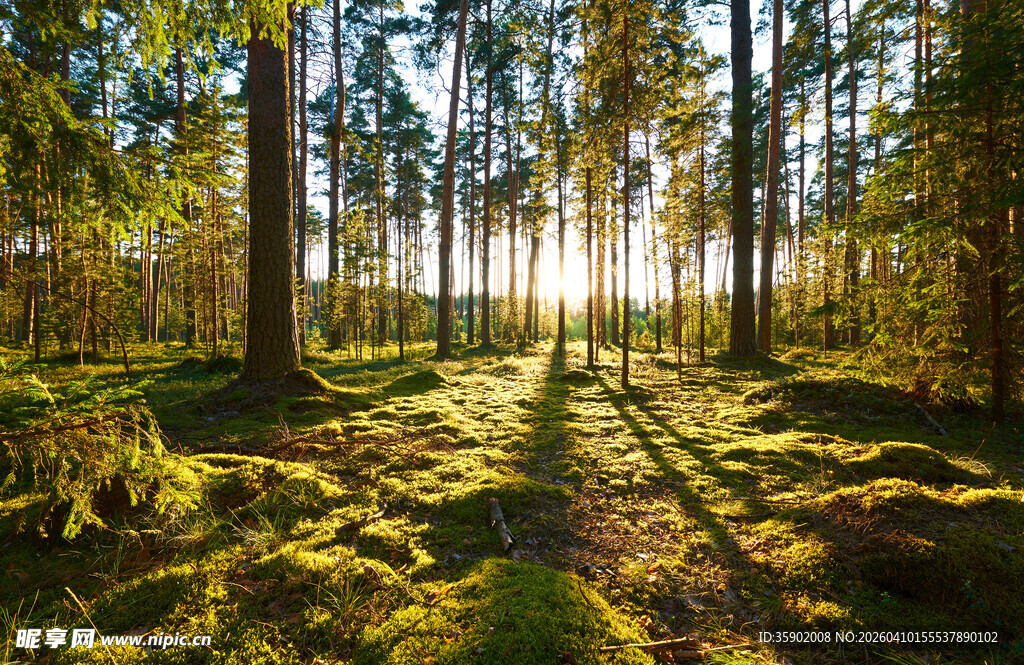 阳光洒落的静谧森林小径