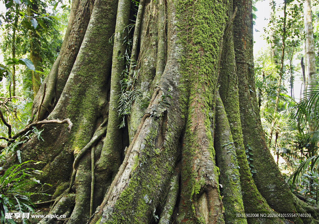 长满苔藓的粗壮树根
