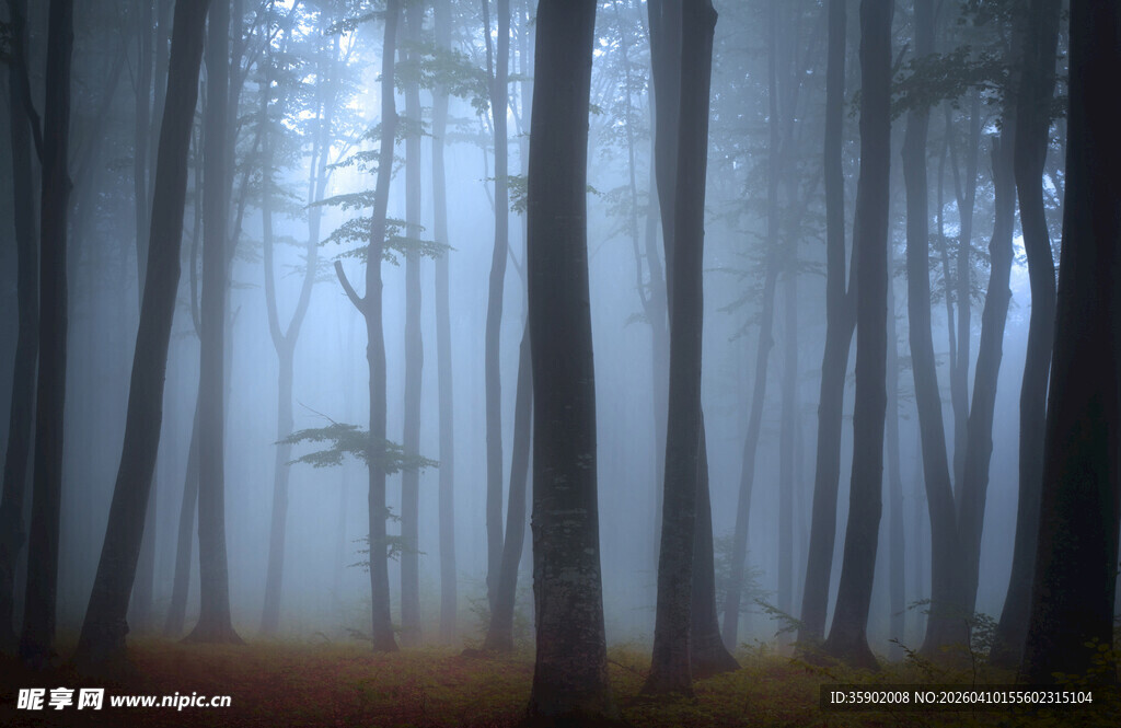 迷雾森林中的静谧景象