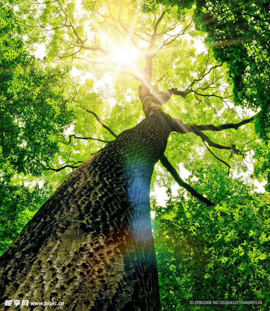 阳光洒落林间大树