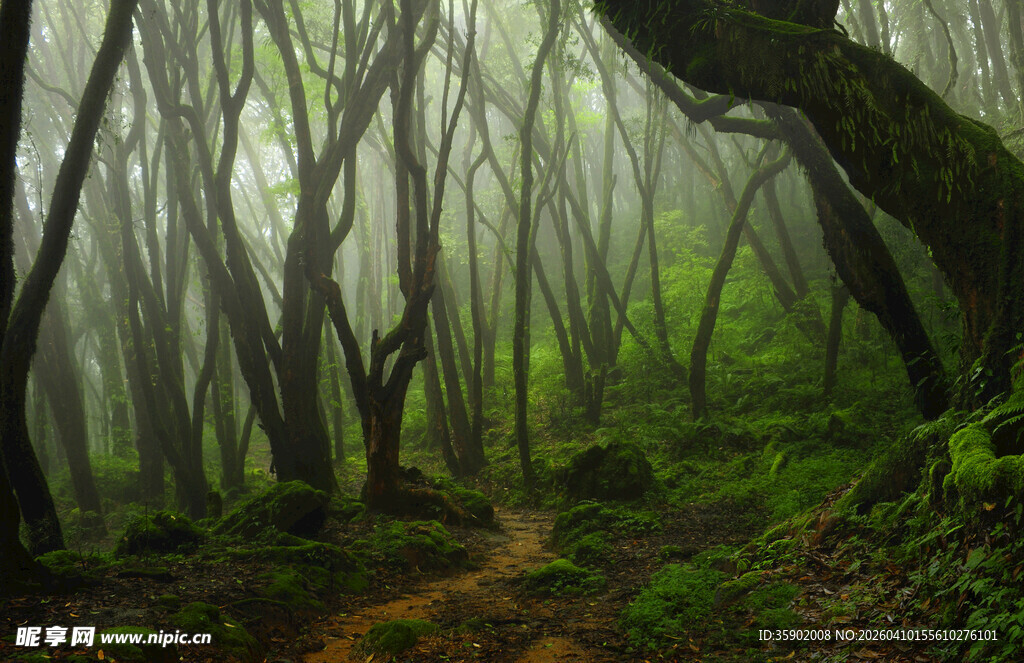迷雾中的神秘森林小径