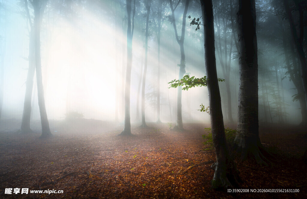 迷雾森林中的静谧光影