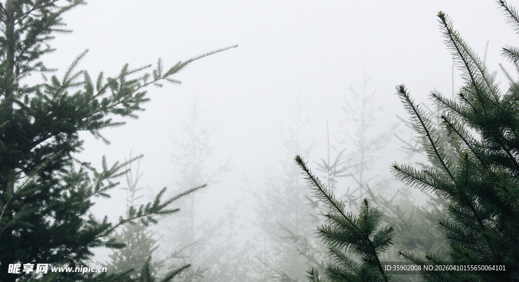 雾中松枝自然静谧之景