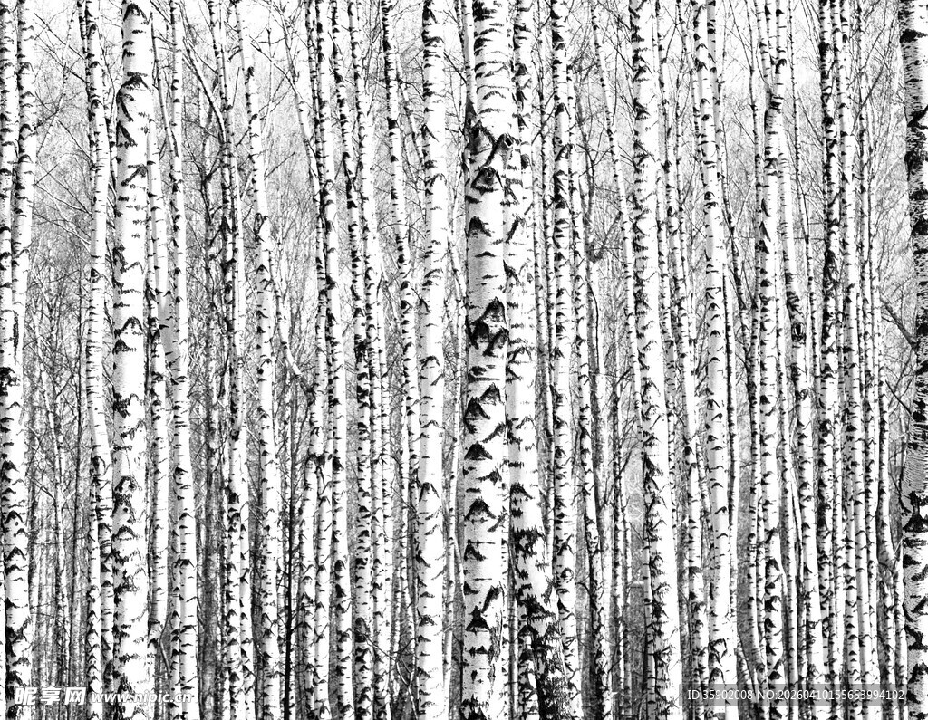 黑白森林纹理背景图