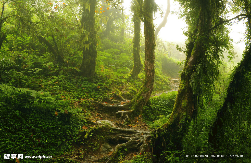 林间幽径绿意盎然的自然景