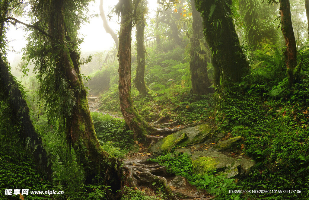 神秘森林中的幽静绿意小径