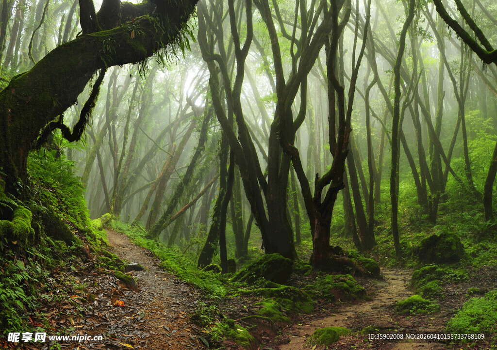 迷雾森林中的蜿蜒小径