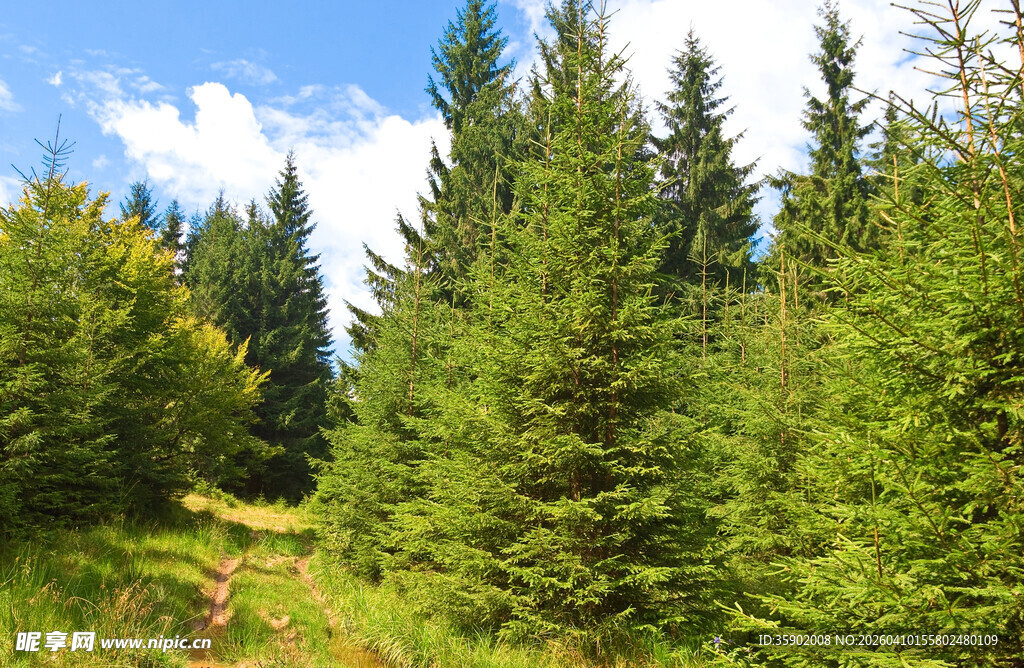 山林间的翠绿松树林景