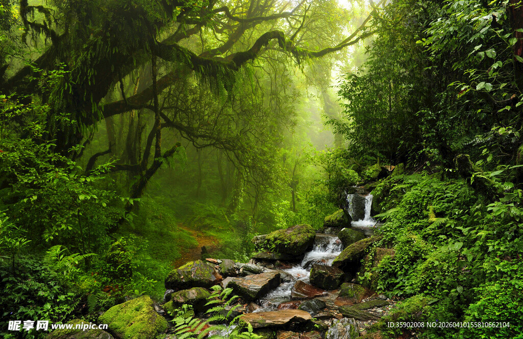 森林中的潺潺溪流