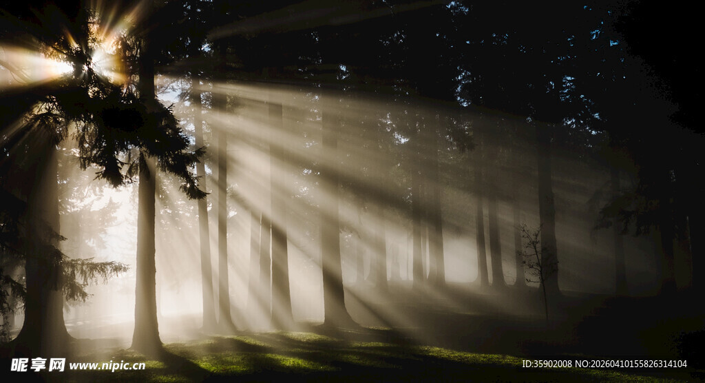 林间舞者迎光演绎奇幻时刻