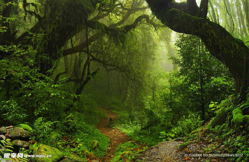 迷雾中的幽森林间小径