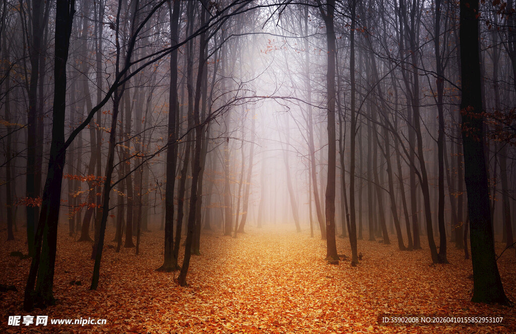 雾中幽径秋林静谧之景