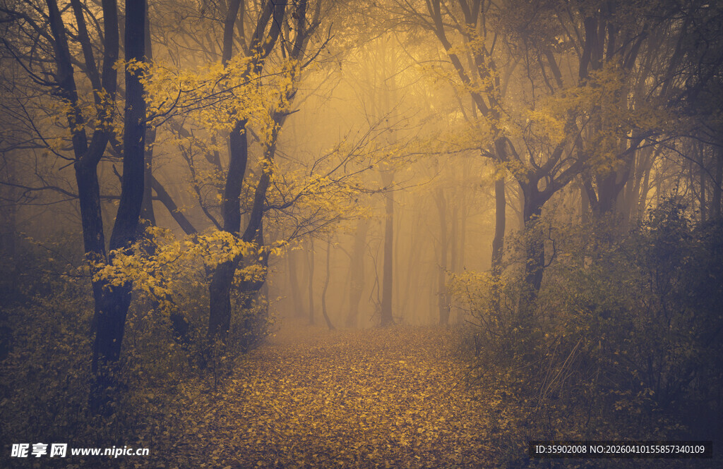 秋日迷雾森林景象