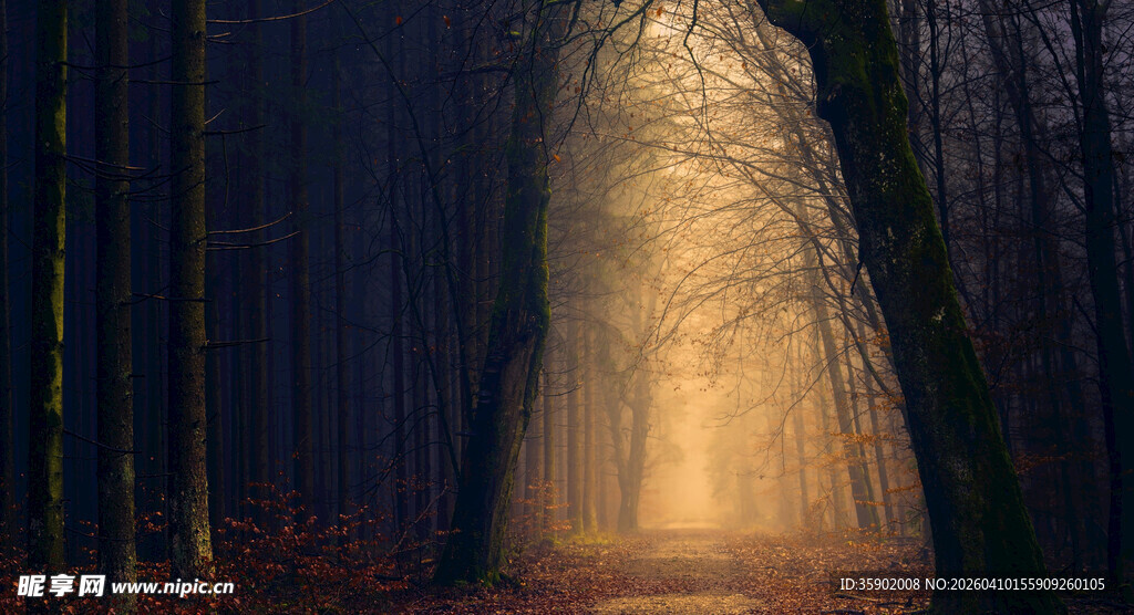 林间神秘光影通道