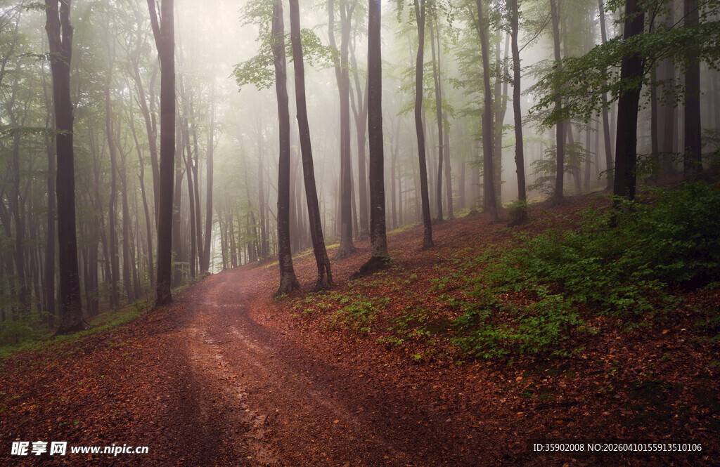 雾中幽径静谧森林之景