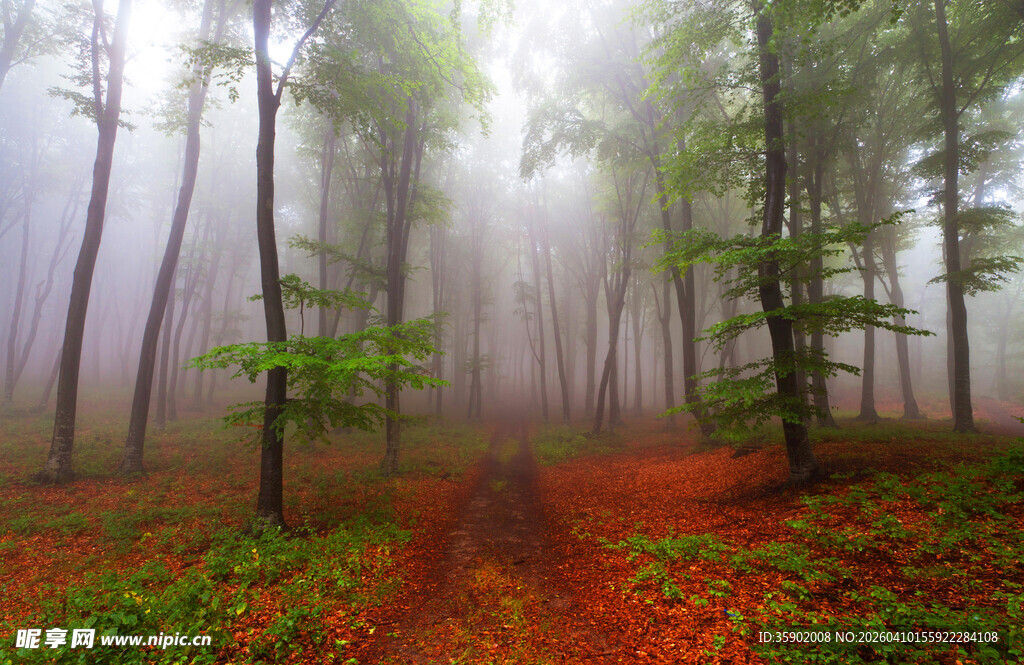 雾中森林的神秘小径
