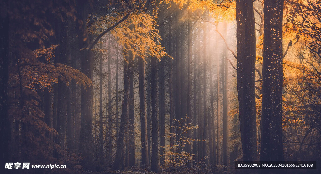 秋日森林中的光影美景