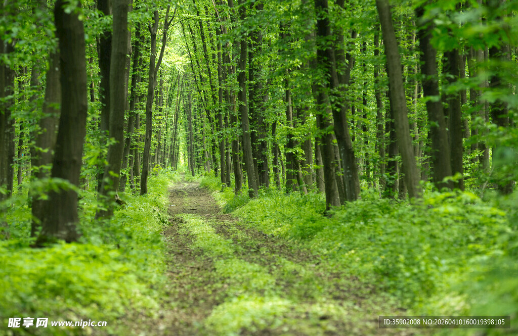 林间幽径绿意盎然的森林
