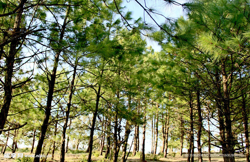 茂密松树林景观