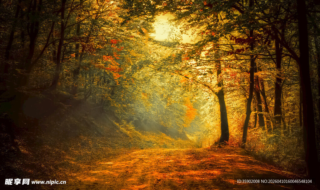 秋日森林中的梦幻光影小道