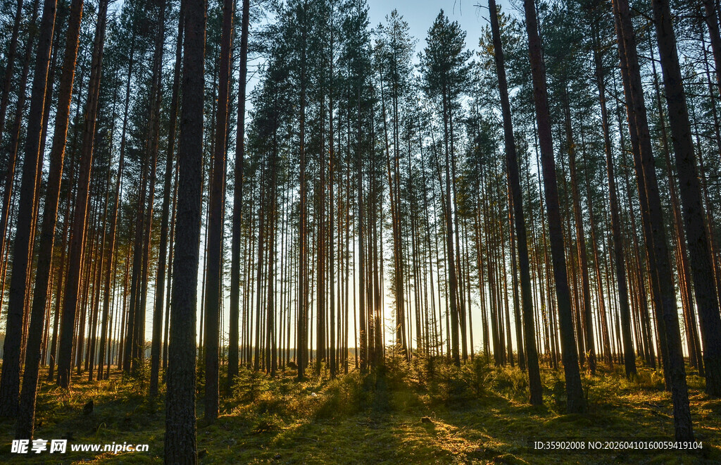 清晨静谧的森林光影