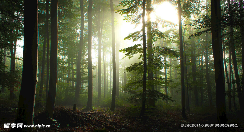 阳光穿透森林的静谧美景