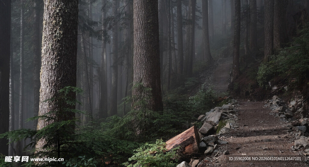 雾中幽径森林静谧之景