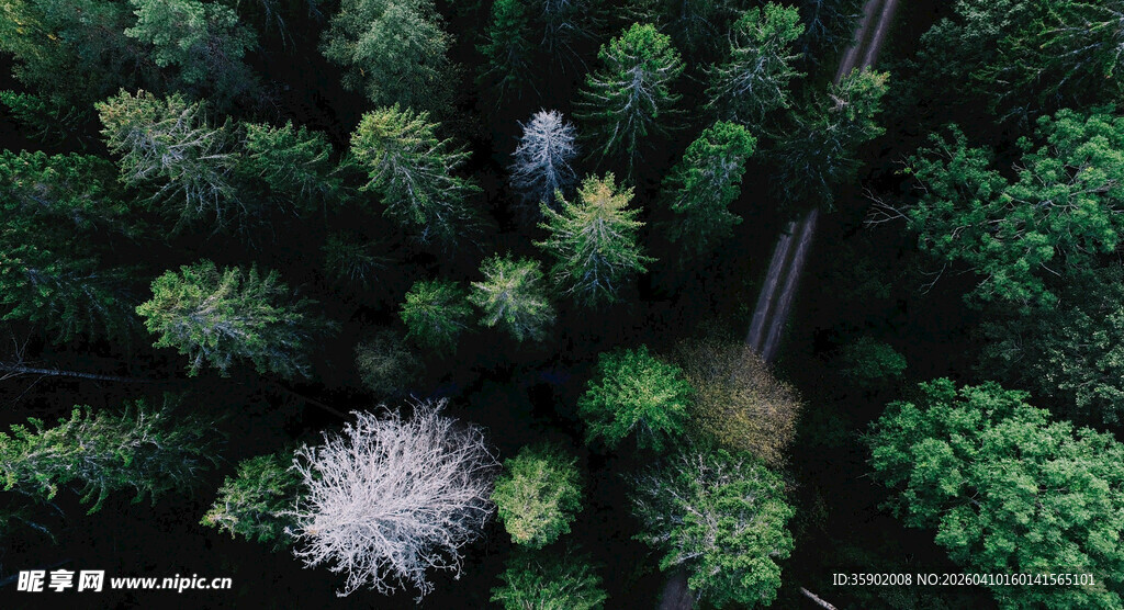 俯瞰森林中的蜿蜒小路