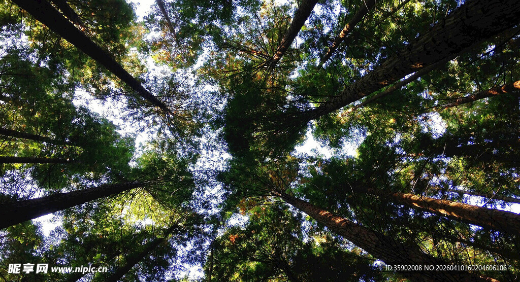 仰望茂密森林树冠